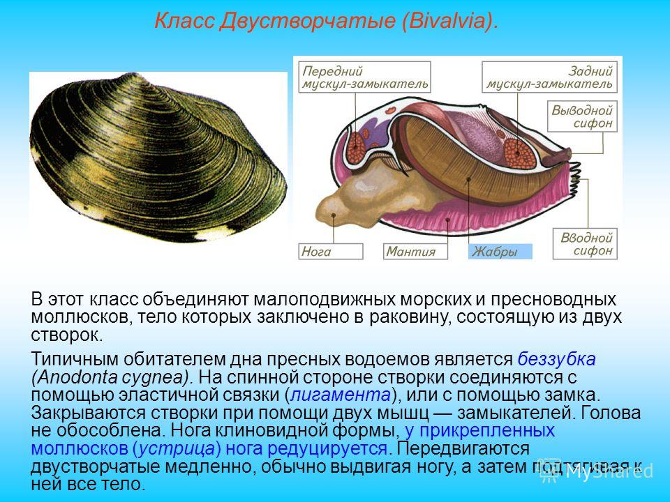 Моллюски имеют сердце. Внешнее строение раковины двустворчатого моллюска. Строение раковины класса двустворчатые моллюски. Раковина двустворчатых 7 класс биология. Пресноводный двустворчатый моллюск беззубка.